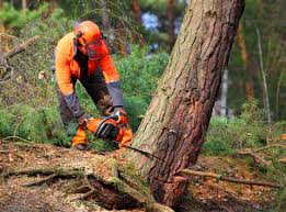  Garnet, CA Tree Services Pros