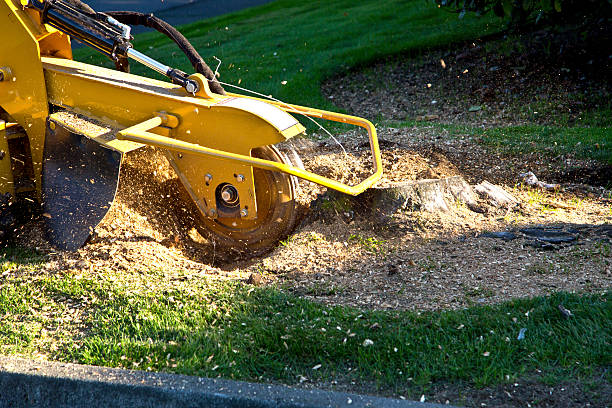 Why Choose Our Tree Removal Services in Garnet, CA?